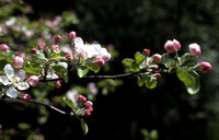 Apple Tree Buds And Blossoms