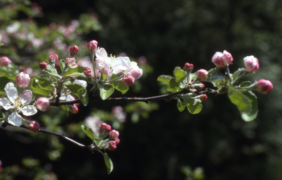 Apple Tree Buds And Blossoms