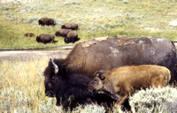 Cow & Calf Bison