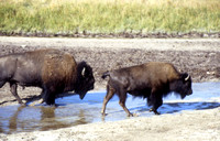 Bull Follows Cow Bison