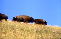 Bull Sniffs Cow Bison
