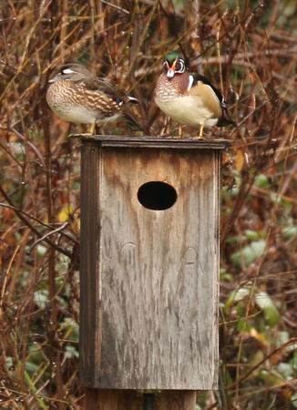 Male And Female Wood Ducks On Nest Box