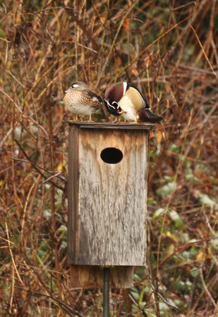 Male And Female Wood Ducks On Nest Box