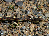 Red-sided Garter Snake