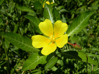 Water Primrose or Yellow Waterweed