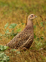 Female Ring-necked Pheasant