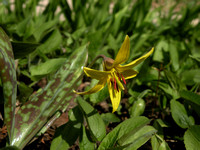Yellow Trout Lily / Adder's Tongue Lily