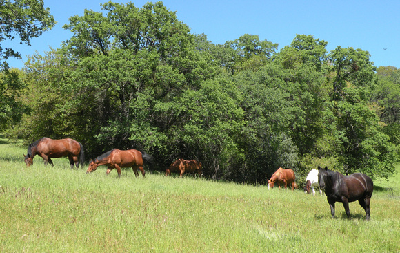 Horses For Working Cattle