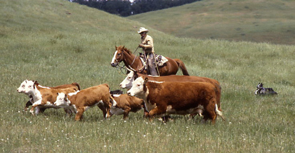 Gathering Cattle On Horseback