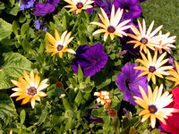 African Daisies And Petunias