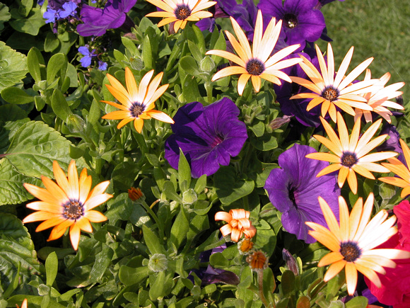 African Daisies And Petunias