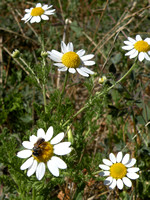Daisies And Bee