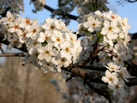 Flowering Pear Tree Blossoms