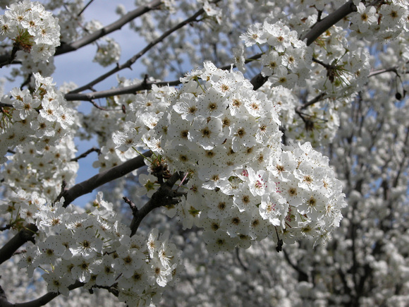Flowering Pear Tree Blossoms