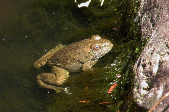 Frog At Coon Creek