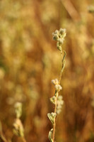 Slender Cottonweed
