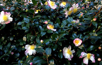 Hana-Jiman Camellias