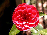 C.M. Hovey Camellia