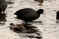 American Coot And Ruddy Duck