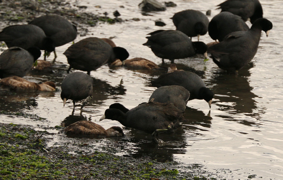 American Coots And Ruddy Ducks