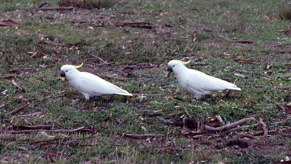 Sulfur-crested Cockatoos