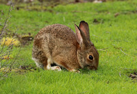 Western Cottontail Rabbit