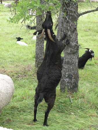 Goat Stretches For Leaves
