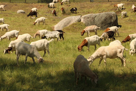 Domestic Goats Used For Fire Control In Urban Areas