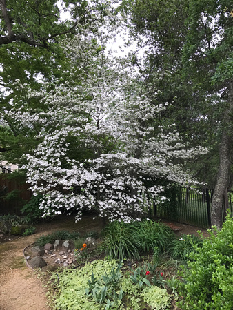 Flowering Dogwood Tree