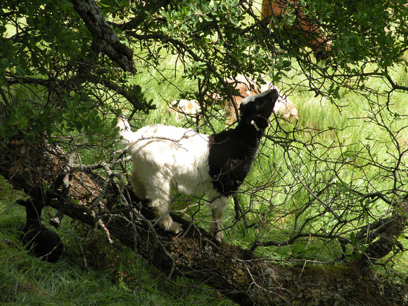 Goat Out On A Limb