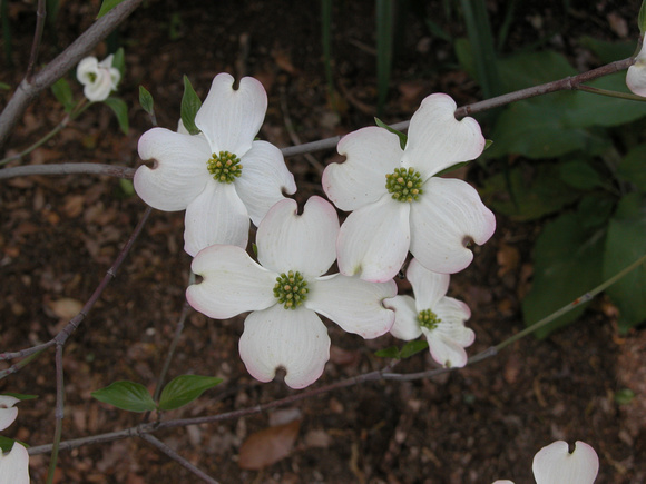 Flowering Floridanus Dogwood Blossoms