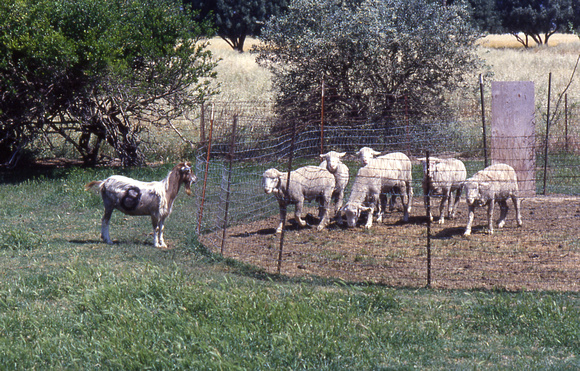 Goat Imprinted On Sheep