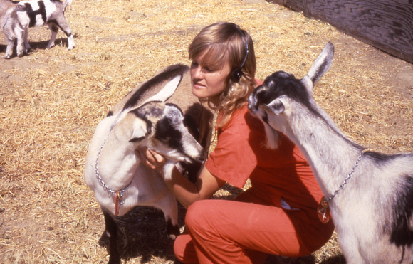 Goats Attracted To People