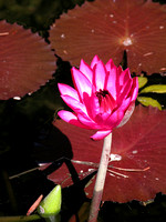 Lily, Water