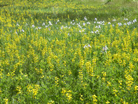Yellow Lupine And Wild Iris