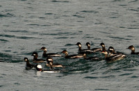 Horned Grebes (With Red Eyes)