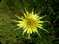Salsify or Oyster Plant