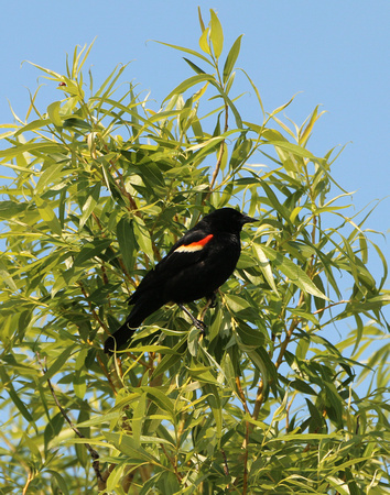 Male Red-winged Blackbird