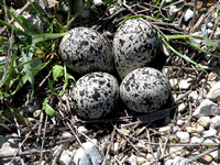 Killdeer Eggs In Typical Barren Nest
