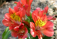 Alstroemeria / Peruvian Lily