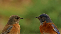 Pair Of Western Bluebirds