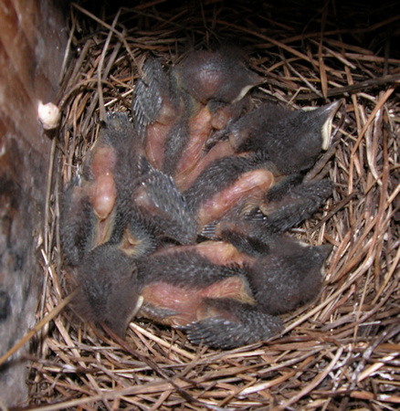 Western Bluebird Nestlings