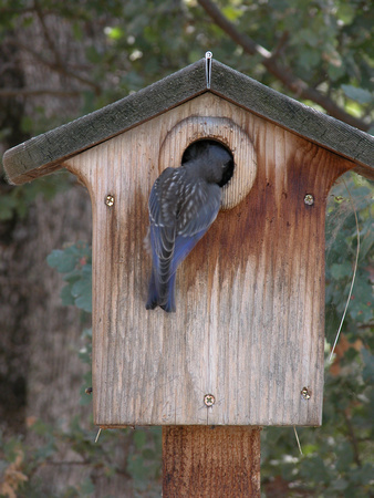 Male Western Bluebird