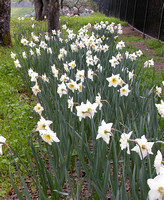 "Ice Follies" Daffodils