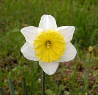 "Ice Follies" Daffodil