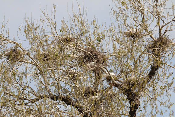 Great Egret Nesting Colony