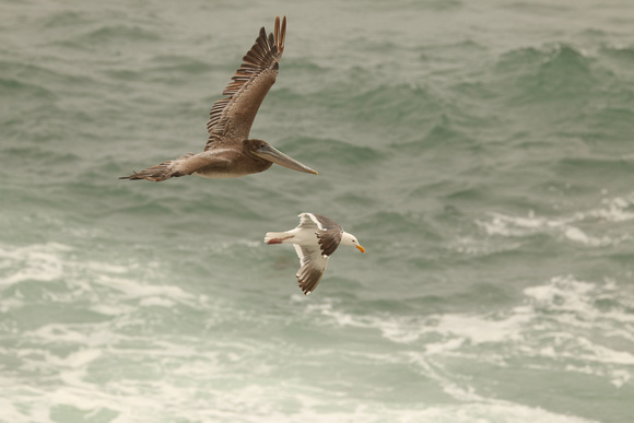 Brown Pelican And Gull In Flight
