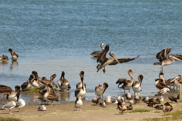 Brown Pelicans