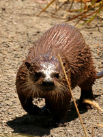 Otter, River