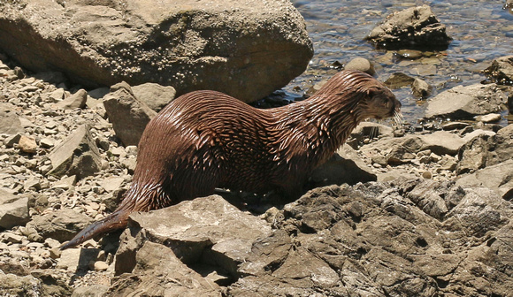 Otter, River